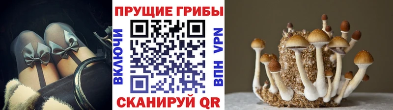 Псилоцибиновые грибы Cubensis  Ковдор 